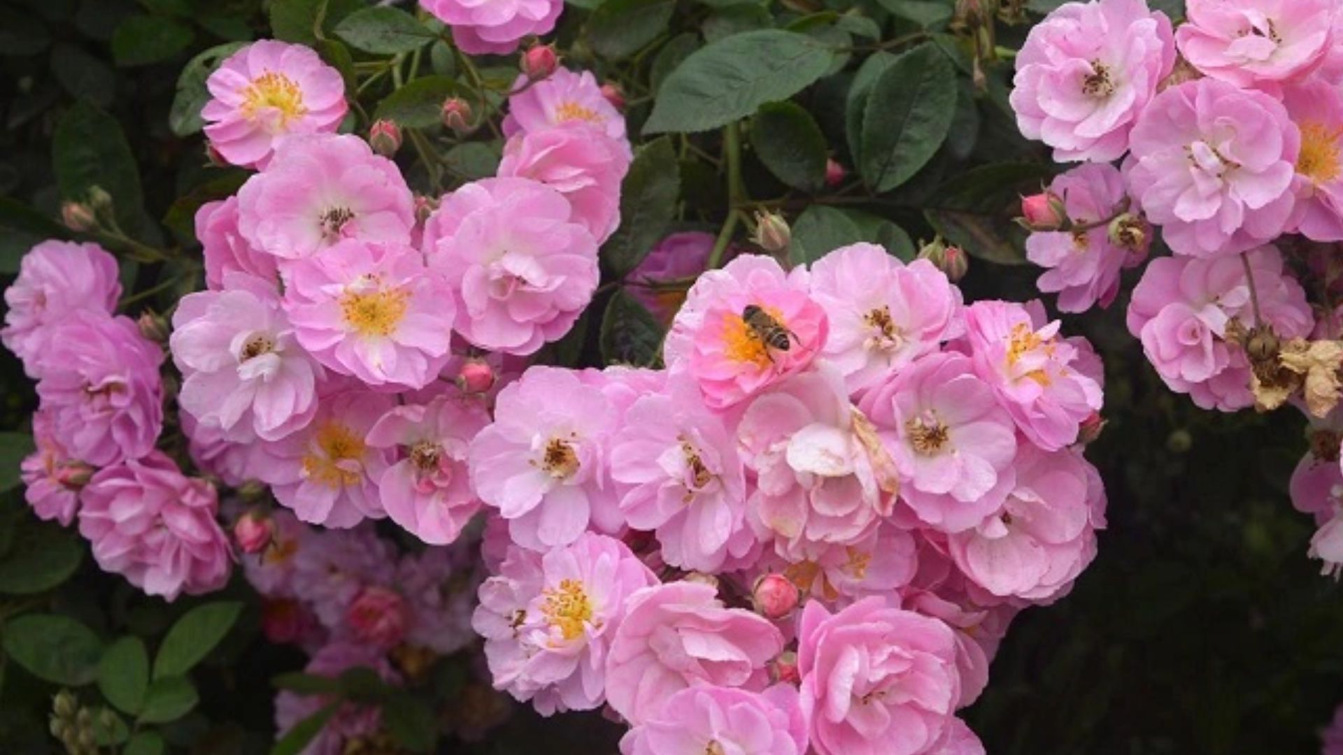 Y-Nghia-Cua-Hoa-Tam-Xuan